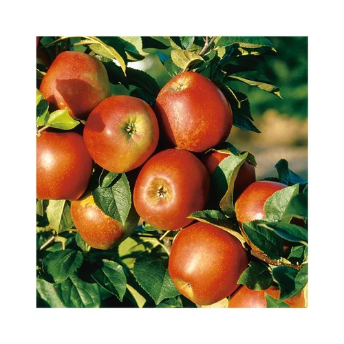 Vie au jardin：Pommier Delbard Jubile® Delgollune Bio. Le pot de 12 litres forme gobelet