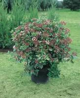 Facile au jardin：Laurier-tin