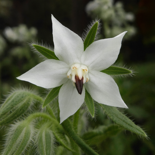 Semences biologiques et reproductibles de bourrache à fleurs blanches