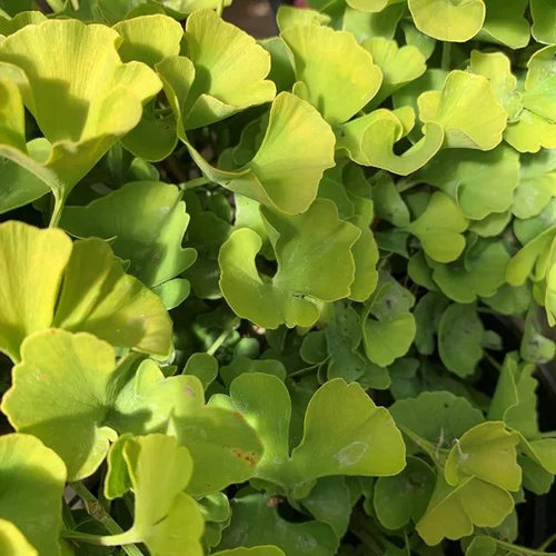 Bien pensé pour le jardin：Ginkgo Variés. La coupe de 25 cm