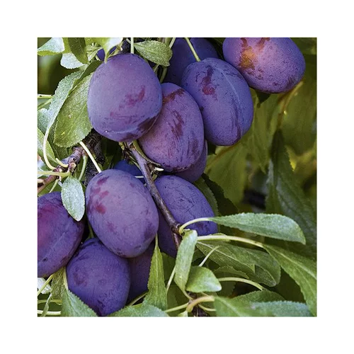 Pour la maison et le jardin：Prunier Quetsche D'Alsace Lr. Le pot de 12 litres