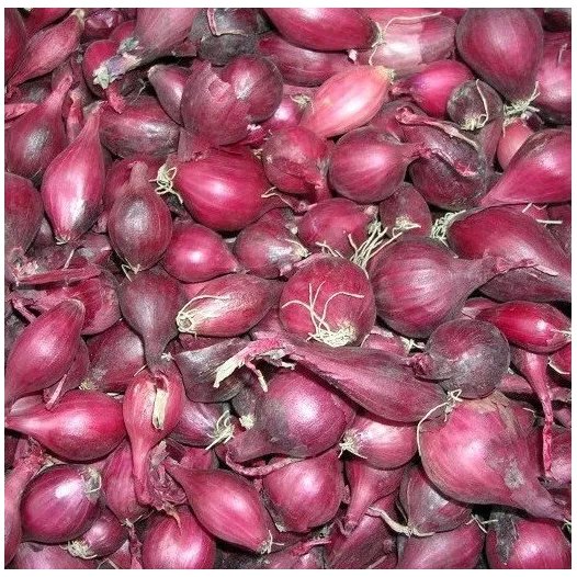Biologische Pootajuin Red Baron - 500G