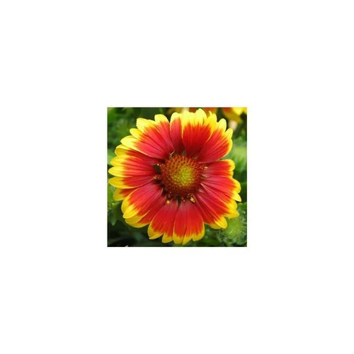 L’essentiel pour le jardin：Gaillarde vivace - Le pot de 2 litres