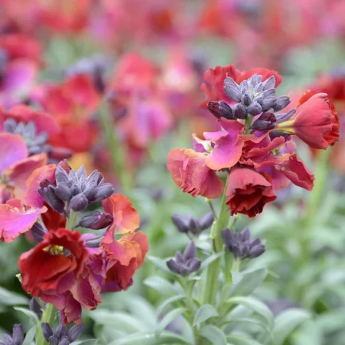 Jardin et confort:Giroflée Ravenelle à fleurs multicolores - La barquette de 6 plants