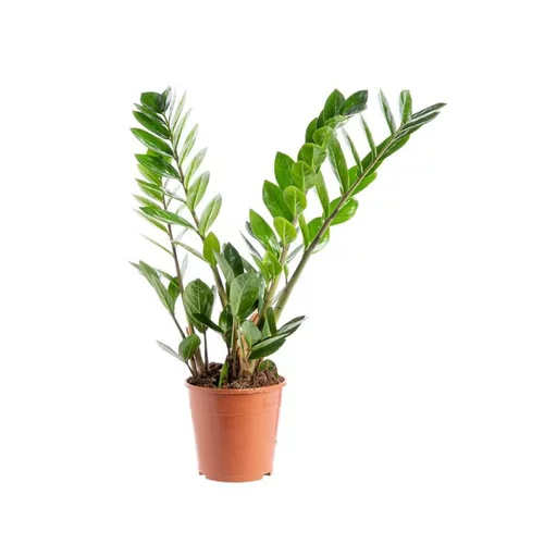 Sélection pratique：Zamioculcas 5/6 branches pot Ø17xH85 cm