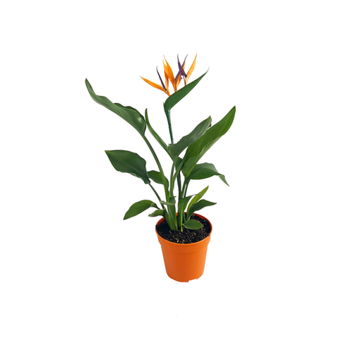 STRELITZIA REGINAE - POT Ø13CM