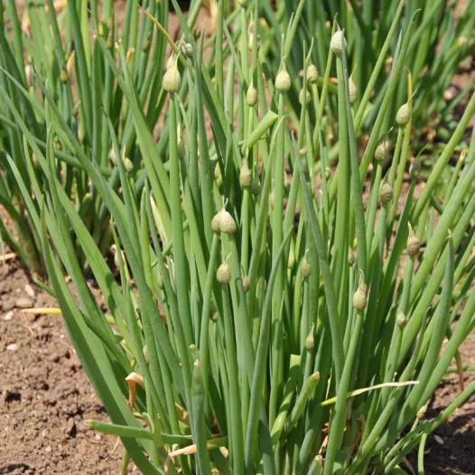 Ciboule | Semences bio et reproductibles