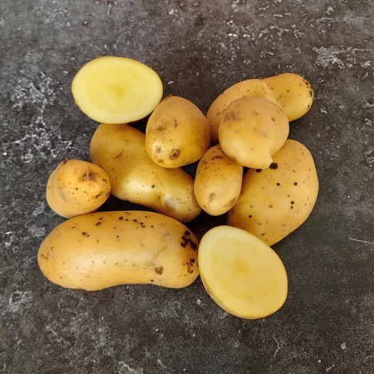 Biologische pootgoed - Aardappel Belle de Fontenay - 1KG