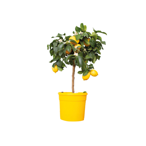 AGRUMES VARIÉS GRÉFFÉS SUR CITRUMELO - POT ∅22CM