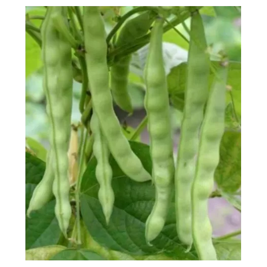 Haricot de Malines | Semences bio et reproductibles