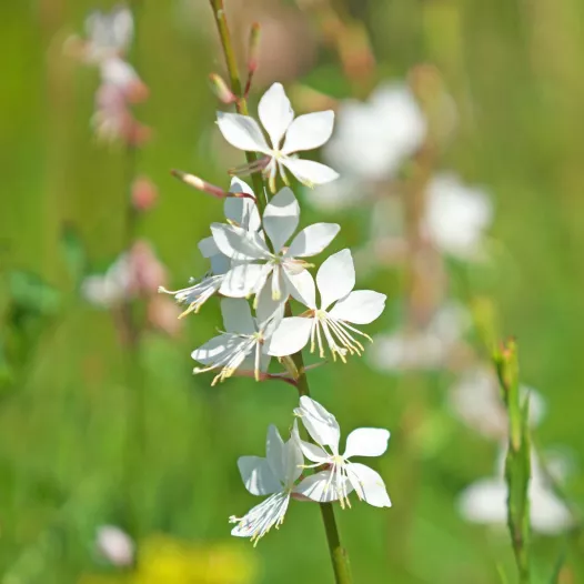 Reproduceerbare en biologische zaden van gaura wit Lindheimeri