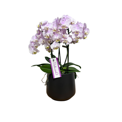 PHALAENOPSIS BELLISIMO - POT Ø15CM