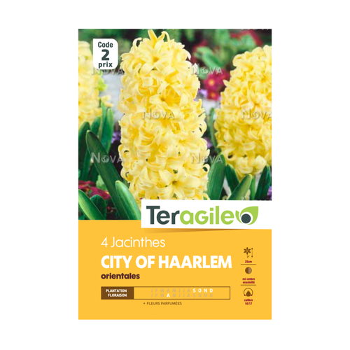 BULBES DE JACINTHE 'CITY OF HAARLEM' ORIENTALES - TERAGILE® - X4