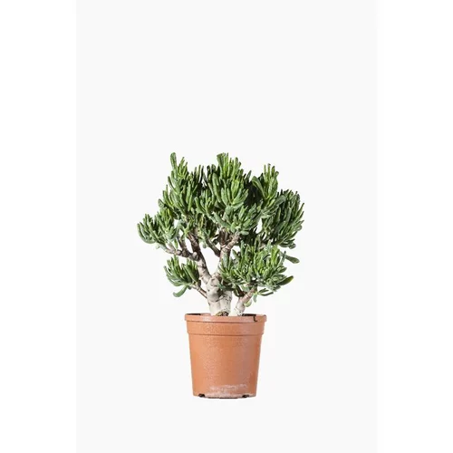 Jardin et déco：Crassula Compacta (Arbre de Jade) en pot de 7 L vert