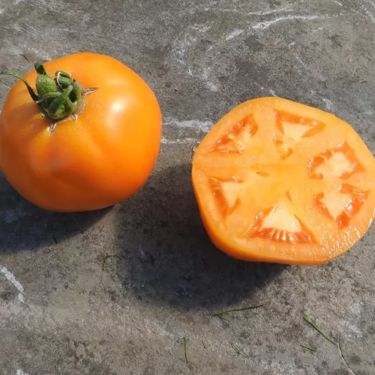 Tomate Yellow Belgian | Semences bio et reproductibles