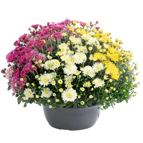 Jardin et pratique：Marguerite d’automne ou chrysanthème Arlequin - La coupe de Ø 28 cm