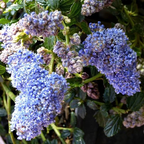Le choix pour le jardin：Ceanothe Thyrsiflorus Skylark. Le pot de 3 litres