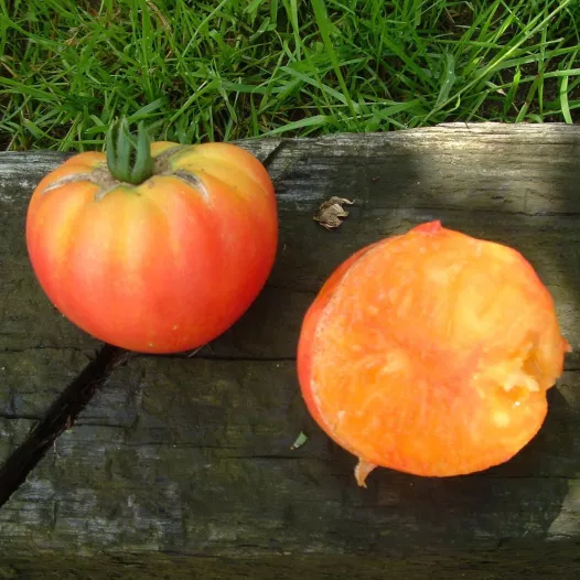 Tomaat German Gold | Biologische zaden