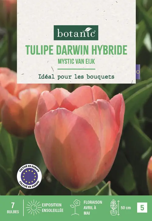 Pour vos moments en extérieur：Bulbes de fleurs Tulipe Darwin hybride Mystic Van Eijk rose botanic® - 7 bulbes