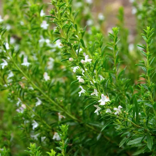 Bergbonnenrkuid zaden bio | Aromatische kruidenzaden