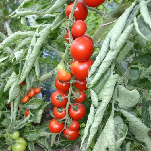 Tomate cerise Miel du Mexique | Semences bio et reproductibles