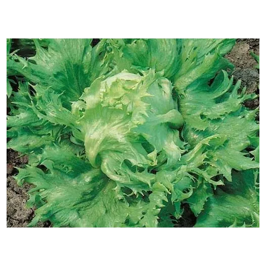 Bio zaden Bataviasla Reine des Glaces