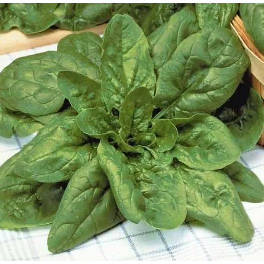Biologische en reproduceerbare zaden van Spinazie Géant d'Hiver