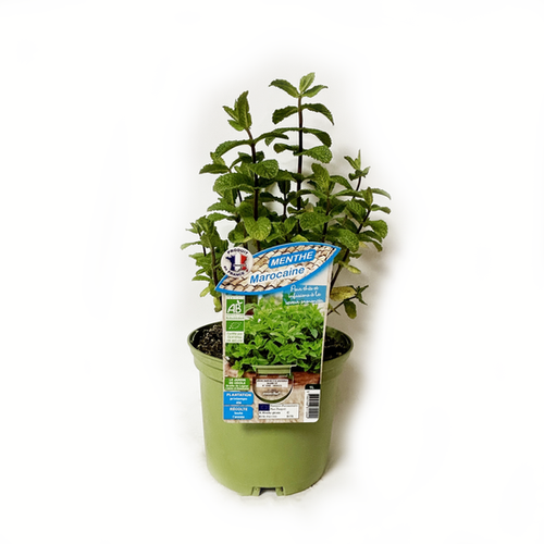 MENTHE MAROCAINE BIO - POT DE 1L