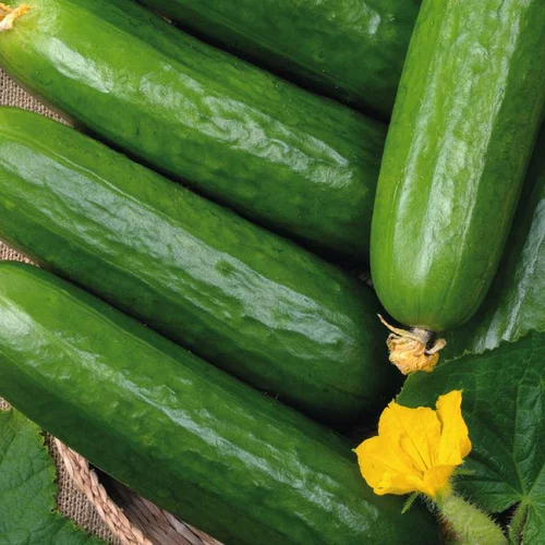 Pour plus de confort au jardin：Concombre Long Et Lisse Rollinson'S Telegraph Bio. La barquette de 3 plants