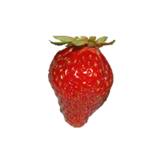 Bio Aardbeipoot Cirafine - 25 wortels - kaliber B