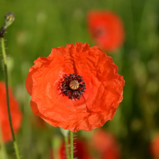 Veldklaproos | Biologische en zaadvaste bloemenzaden