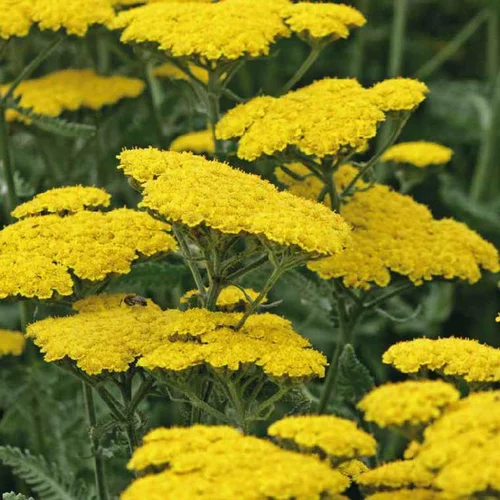Pour vos envies de jardin：Achillee Filipendula jaune - Le pot de 9 x 9 cm
