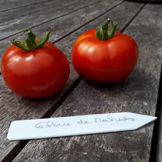 Bio zaden van Tomaat Glorie van Mechelen
