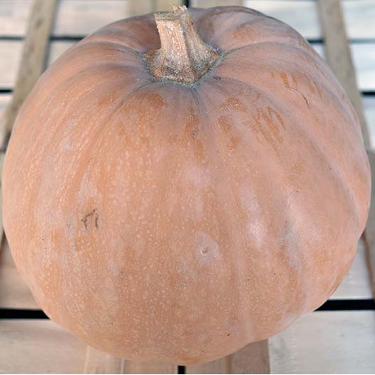 Semences bio de courge musquée Carat