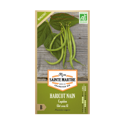 GRAINES HARICOT NAIN CUPIDON FILET SANS FIL MANGETOUT BIO - 10G