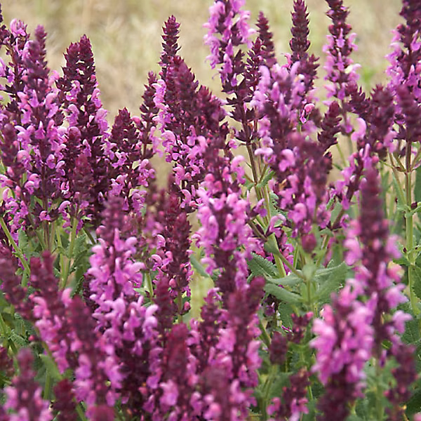 6 x Sauge nemorosa 'Rose Queen' – Salvia nemorosa 'Rose Queen' | godet 9cm x 9cm