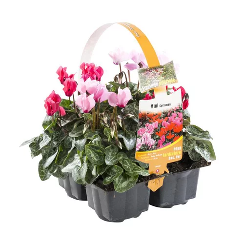 Déco extérieur：Mini Cyclamen - Le pack de 4 plants