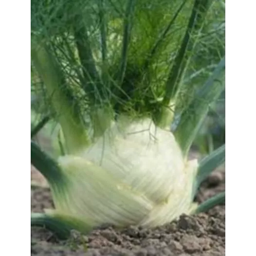 Semences biologiques de Fenouil Doux Zefa Fino