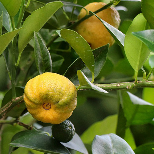 CITRONNIER DOUX PURSHA (CITRUS LIMETTA) - POT DE 5L - 1/4 TIGE