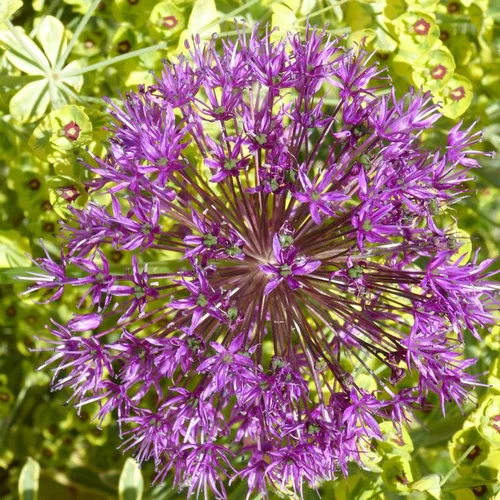 Solution utile：Ail d'ornement ou Allium Millenium rose. Le pot de 3 litres
