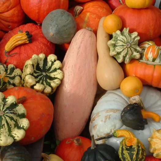 Graines bio de Courges en mélange