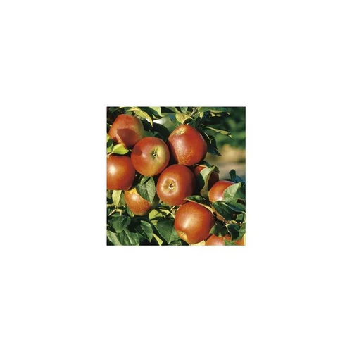 Spécial jardin：Pommier Delbard Jubile® Delgollune. En racine nue, forme 1/2 tige calibre 8/10