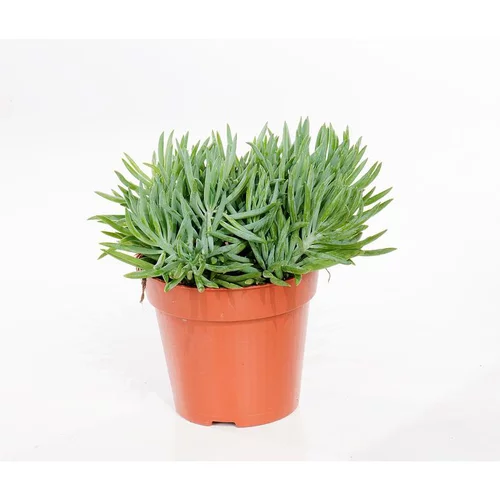 Qualité au jardin：Senecio kilimanjaro 20 cm. Le pot de 12 cm