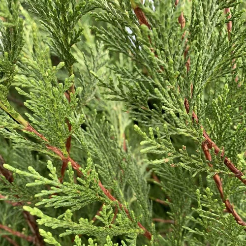 Pour profiter du jardin:Cyprès de Leyland vert. Le pot de 12 litres, 125/150 cm