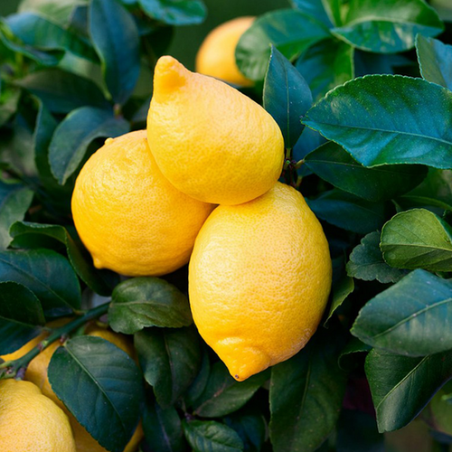 CITRONNIER CAPPUCCIO (CITRUS LIMON CAPPUCCIO) - POT DE 5L - 1/4 TIGE