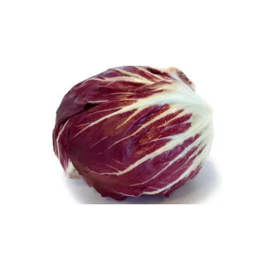 Semences bio de Chicorée Radicchio Chiogga Palla Rossa