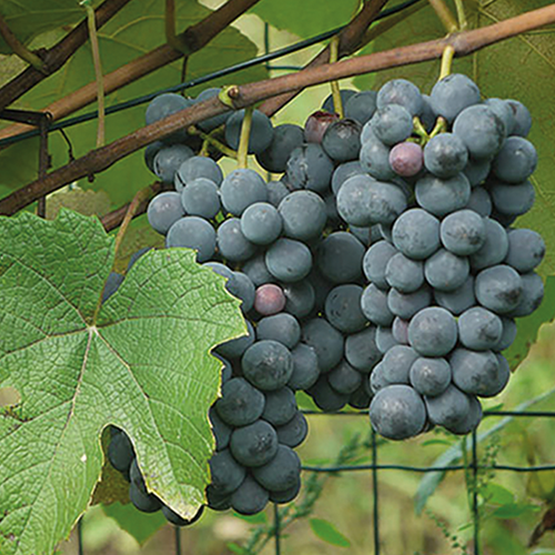VIGNE DE TABLE ISABELLE - POT 3L