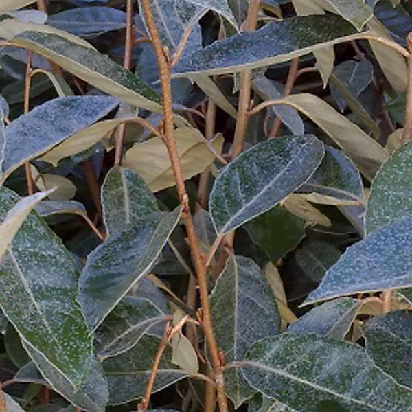 Chalef de Ebbing – Elaeagnus ebbingei, 60, 80 cm pot