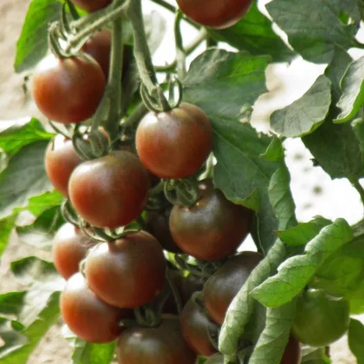 Biologische zaden van Kerstomaat Black Cherry