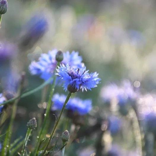 Bleuet bleu | Fleur comestible et mellifère